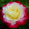 Роза чайно-гибридная Дабл Делайт фото 2 