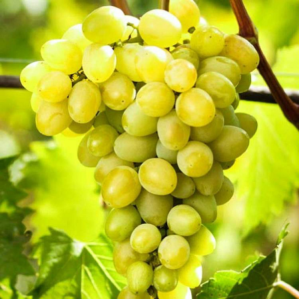 Виноград плодовый Августин фото 1 